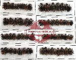 Scientific lot no. 17 (Onthophagini) (60 pcs)