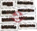 Scientific lot no. 18 (Onthophagini) (64 pcs)