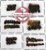 Scientific lot no. 57 Chrysomelidae (88 pcs)