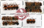 Scientific lot no. 51 Chrysomelidae (51 pcs)