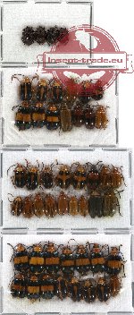 Scientific lot no. 53 Chrysomelidae (49 pcs - 13 pcs A2)