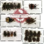 Scientific lot no. 49 Chrysomelidae (20 pcs - 4 pcs A2)