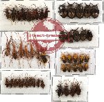 Scientific lot no. 53 Heteroptera (50 pcs A-, A2)