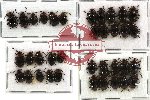 Scientific lot no. 11 Endomychidae (Encymon spp.) (36 pcs)