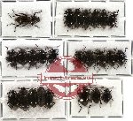 Scientific lot no. 44 Tenebrionidae (25 pcs - 5 pcs A2)