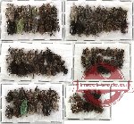 Scientific lot no. 49 Curculionidae (97 pcs)