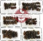 Scientific lot no. 51 Curculionidae (109 pcs)