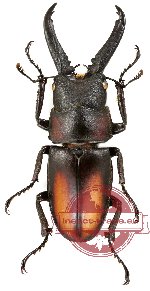 Prosopocoilus spineus