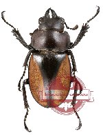 Neolucanus parryi