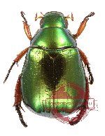 Anomala sp. 42A