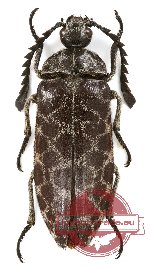 Eulichas sp. 3