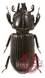 Passalidae sp. 9