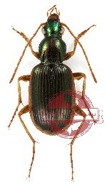 Chlaenius sp. 8