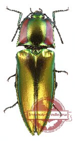 Campsosternus sp. 6