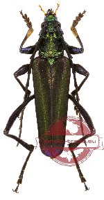 Callichromatini sp. 9A