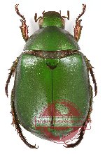 Anomala sp. 43