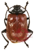Chrysomelidae sp. 37 (5 pcs)