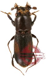 Scolytidae (Platypodidae) sp. 1