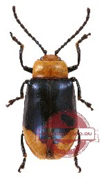 Chrysomelidae sp. 38