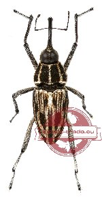 Curculionidae sp. 46