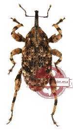 Curculionidae sp. 45