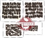 Elmidae sc. lot no. 7 (235 pcs)