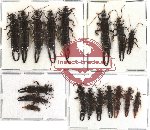 Dermaptera sc. lot no. 11 (18 pcs) (A-, A2)