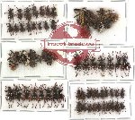 Scientific lot no. 45 Curculionidae (65 pcs)