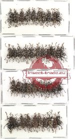 Scientific lot no. 46 Curculionidae (41 pcs)