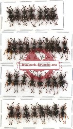 Scientific lot no. 44 Curculionidae (33 pcs)