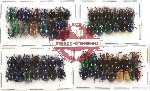 Scientific lot no. 58 Chrysomelidae (60 pcs)