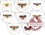 Scientific lot no. 10 (Homoptera) (8 pcs)