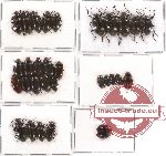 Scientific lot no. 46 Tenebrionidae (30 pcs)