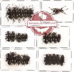 Scientific lot no. 45 Tenebrionidae (25 pcs)