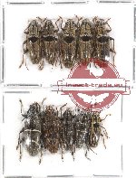 Scientific lot no. 22 (Tmesisternus spp.) (10 pcs A-, A2)