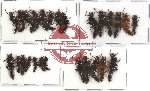 Scientific lot no. 22 Staphylinidae (26 pcs)