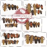 Scientific lot no. 10 Lycidae (50 pcs A, A-, A2)