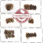 Scientific lot no. 12 Homoptera (29 pcs)