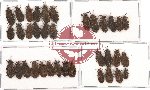 Scientific lot no. 55 Heteroptera (35 pcs - 6 pcs A2)