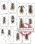 Scientific lot no. 29 Anthribidae (12 pcs - 4 pcs A2)