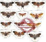 Scientific lot no. 1 Cercopidae (12 pcs SPREAD)