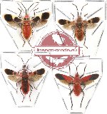 Scientific lot no. 48 Heteroptera (4 pcs - 2 pcs A-)