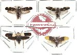 Scientific lot no. 8 Homoptera (4 pcs)