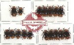 Scientific lot no. 48 Chrysomelidae (17 pcs)