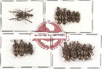 Scientific lot no. 30 Anthribidae (15 pcs)