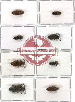 Scientific lot no. 11 Eucnemidae (8 pcs)