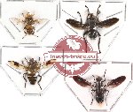 Scientific lot no. 16 Diptera (4 pcs)