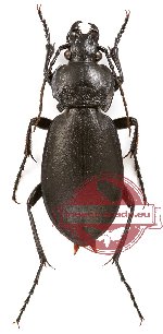 Carabus (Trachycarabus) sibiricus bosphoranus
