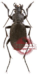 Carabus (Meganebrius) scheibei diricola