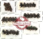 Scientific lot no. 37 Coprophaga (Onthophagini) (34 pcs)